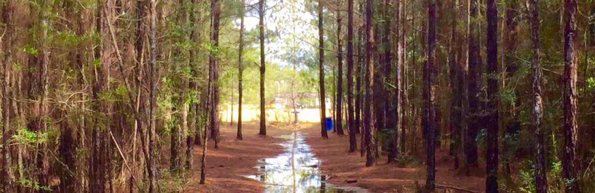 Disc Golf Course in Thickly Wooded Forest