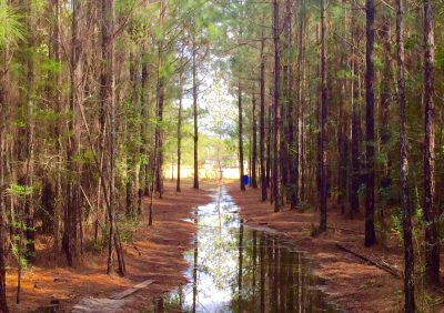 Disc Golf Course in Thickly Wooded Forest