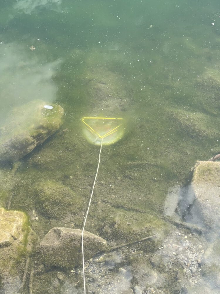 Rope retreiver getting a disc out of the water