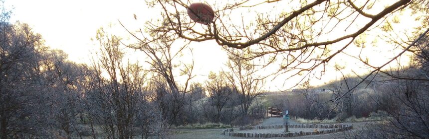 A disc golf disc stuck in a tree