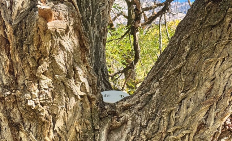 A disc in a tree